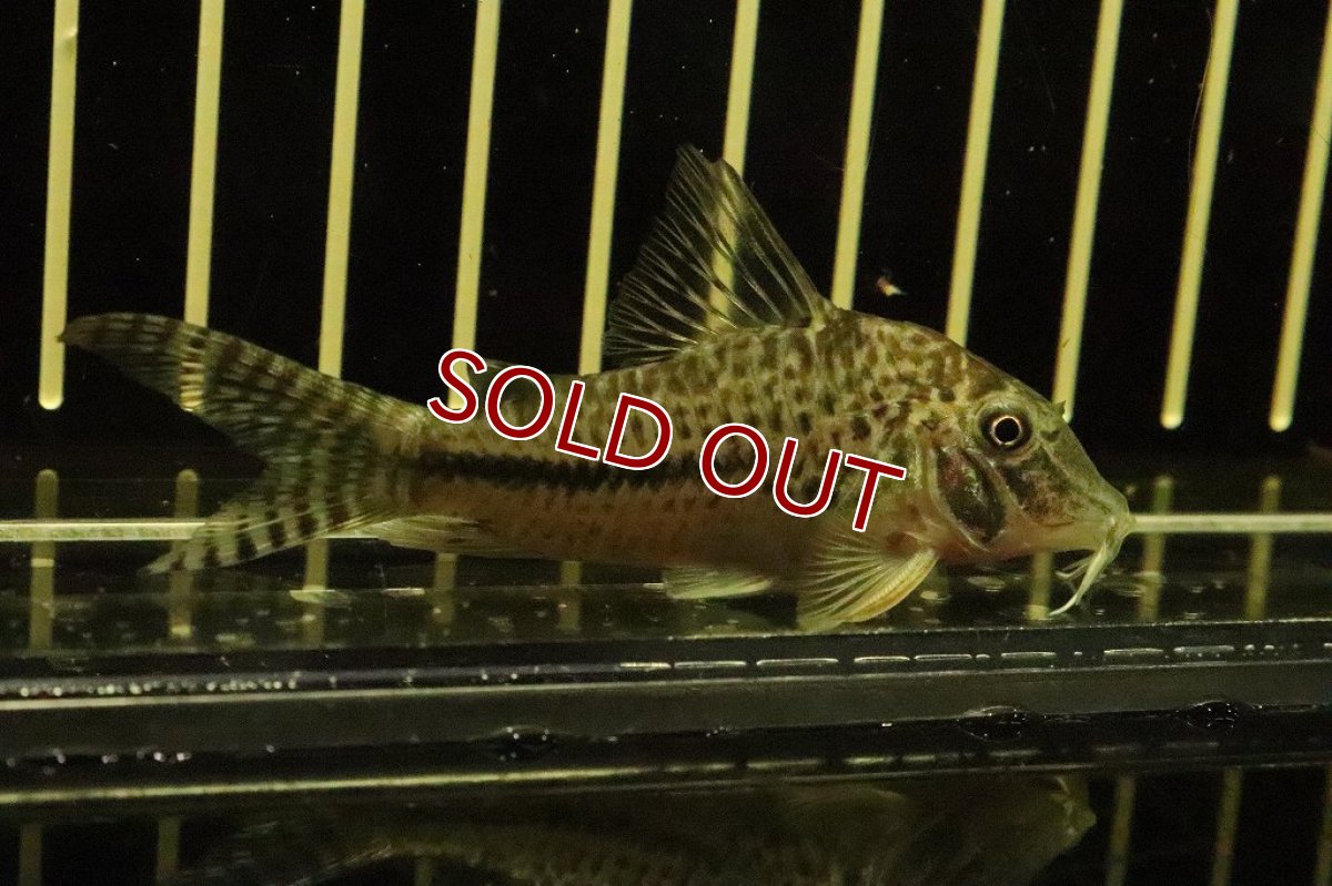 画像3: 【淡水魚】コリドラス ナオキ ワイルド【１匹】(±7.5cm)(コリドラス)(生体)(淡水)NKCR (3)