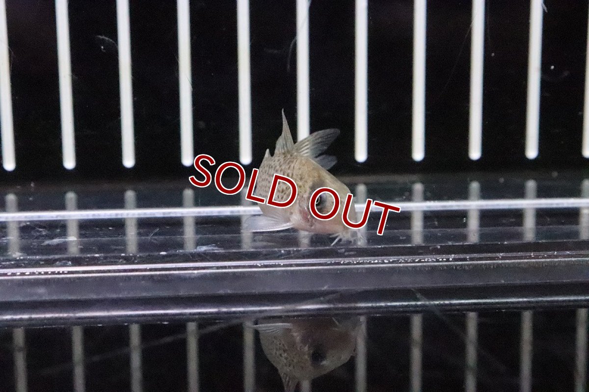 画像2: 【淡水魚】コリドラス ニューヨッシャー シングー水系 ワイルド【１匹】(コリドラス)(生体)(淡水)NKCR (2)