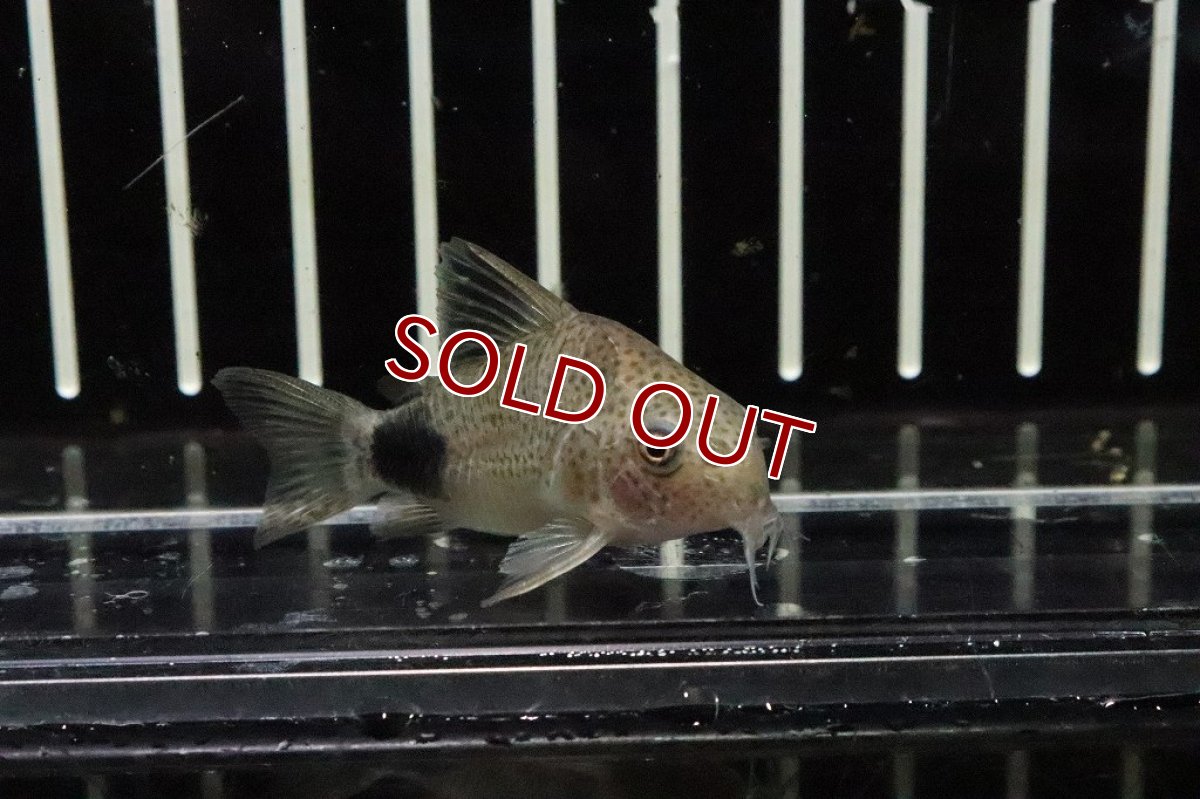 画像2: 【淡水魚】【通販】コリドラス カウディマクラータス【1匹 サンプル画像】(±3cm)(コリドラス)(生体)(淡水)NKCR (2)