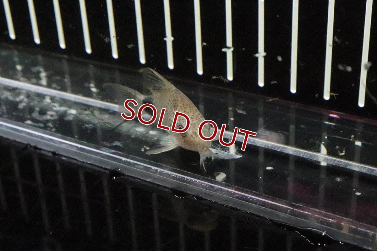 画像3: 【淡水魚】【通販】コリドラス カウディマクラータス【1匹 サンプル画像】(±3cm)(コリドラス)(生体)(淡水)NKCR (3)