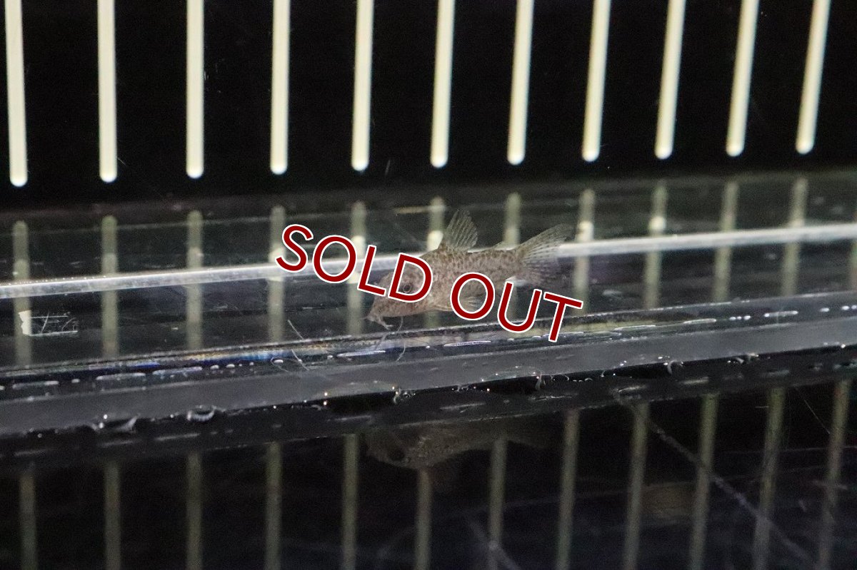 画像2: 【淡水魚】コリドラスsp ガラナ マットグロッソ産ワイルド【１匹】(±2.5-3cm)(コリドラス)(生体)(淡水)NKCR (2)