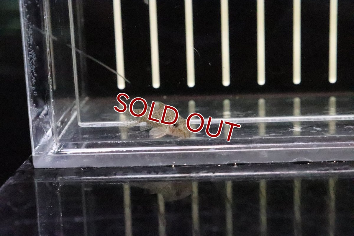 画像3: 【淡水魚】コリドラスsp ガラナ マットグロッソ産ワイルド【１匹】(±2.5-3cm)(コリドラス)(生体)(淡水)NKCR (3)