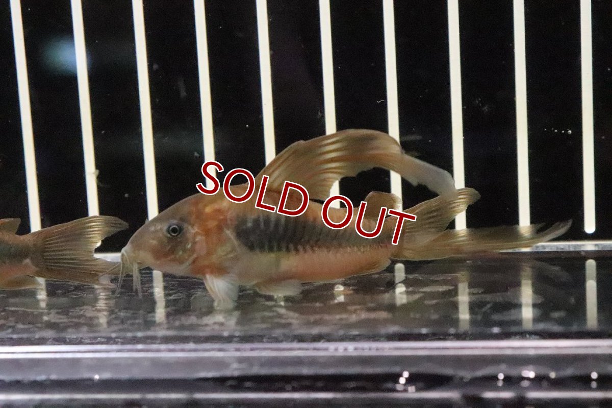画像2: 【淡水魚】超激安 コリドラス ロングフィンアエネウス ＬＬサイズ【１匹】(±5cm)(コリドラス)(生体)(淡水)NKCR (2)