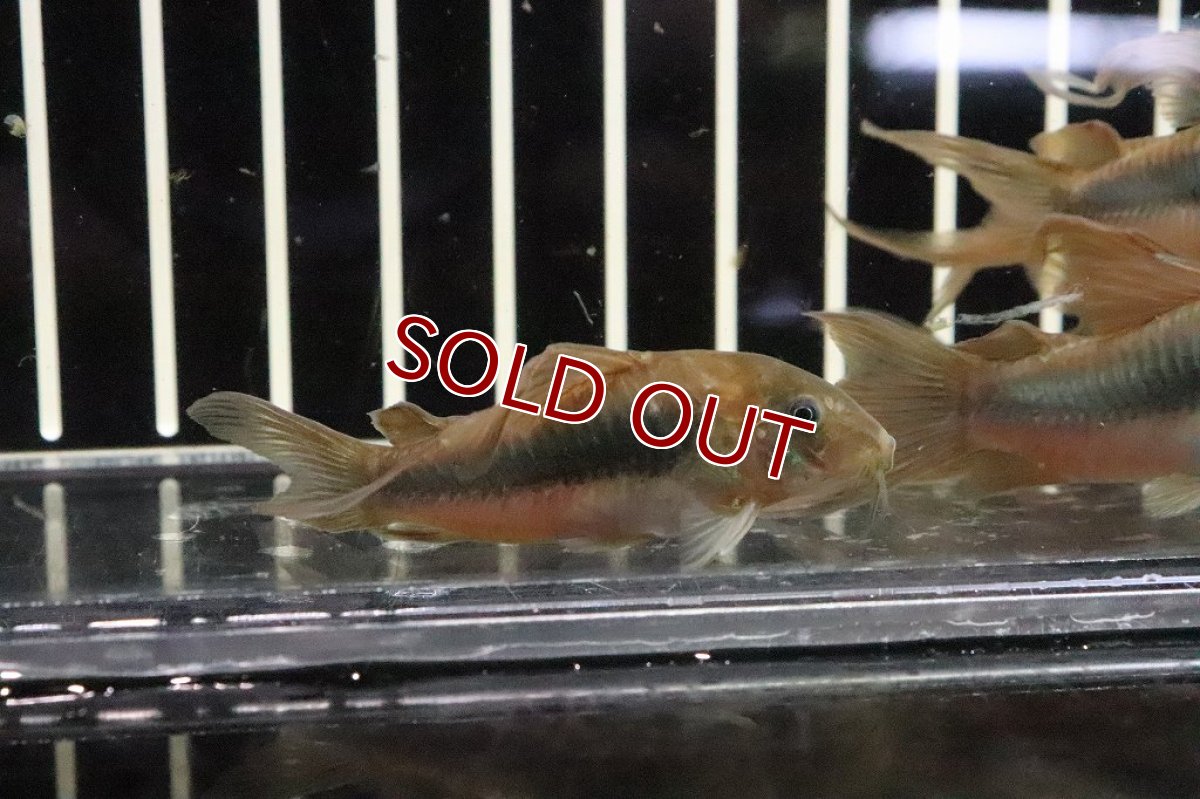 画像3: 【淡水魚】超激安 コリドラス ロングフィンアエネウス ＬＬサイズ【１匹】(±5cm)(コリドラス)(生体)(淡水)NKCR (3)