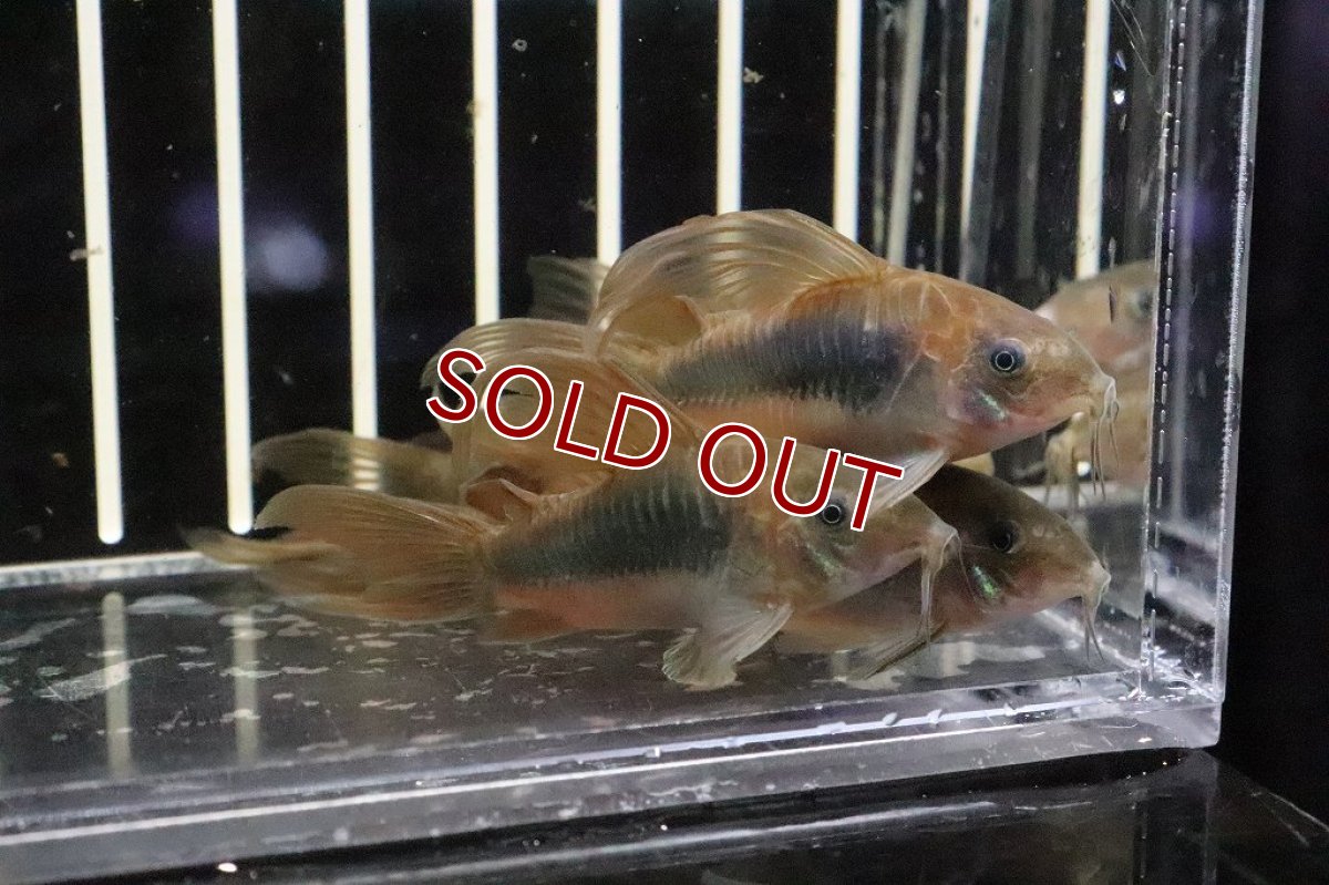 画像4: 【淡水魚】超激安 コリドラス ロングフィンアエネウス ＬＬサイズ【１匹】(±5cm)(コリドラス)(生体)(淡水)NKCR (4)