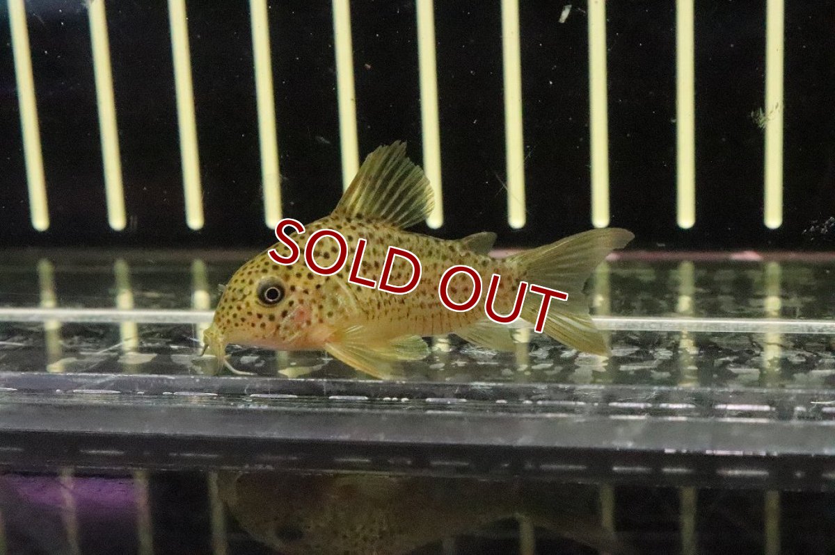画像1: 【淡水魚】レア種 コリドラスsp ガラナ シノッピ産 ワイルド【１匹】(±4cm)(コリドラス)(生体)(淡水)NKCR (1)