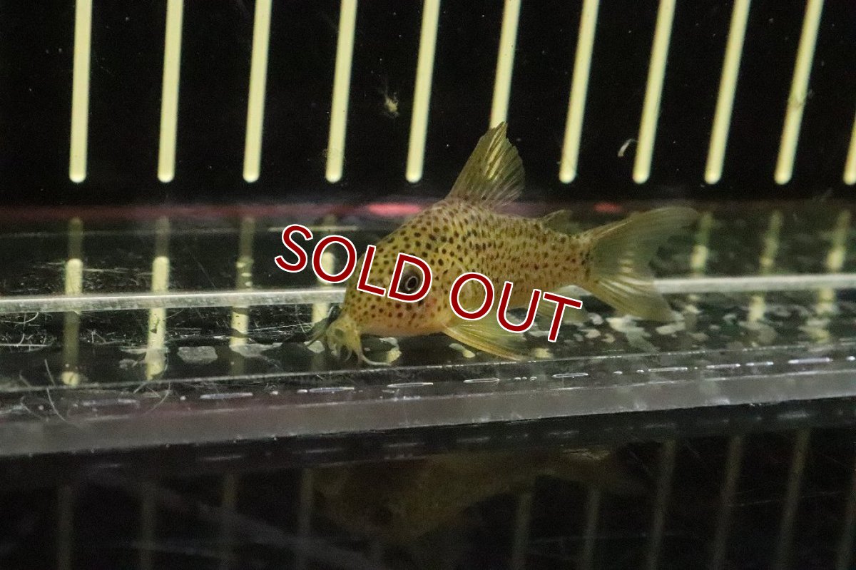 画像2: 【淡水魚】レア種 コリドラスsp ガラナ シノッピ産 ワイルド【１匹】(±4cm)(コリドラス)(生体)(淡水)NKCR (2)
