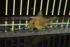 画像2: 【淡水魚】レア種 コリドラスsp ガラナ シノッピ産 ワイルド【１匹】(±4cm)(コリドラス)(生体)(淡水)NKCR (2)