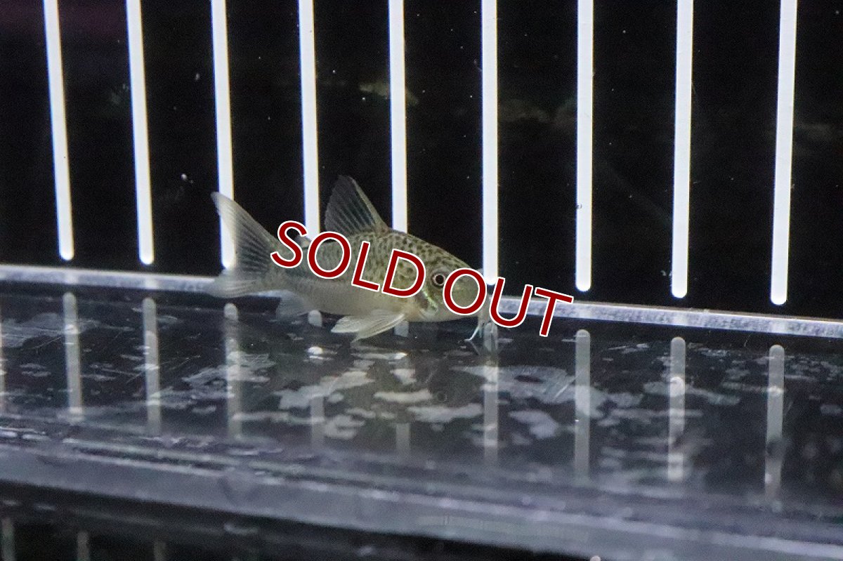 画像2: 【淡水魚】ハイブリット コリドラス シミジュリ(シミリス×ジュリー)【１匹】(±3cm)(コリドラス)(生体)(淡水)NKCR (2)