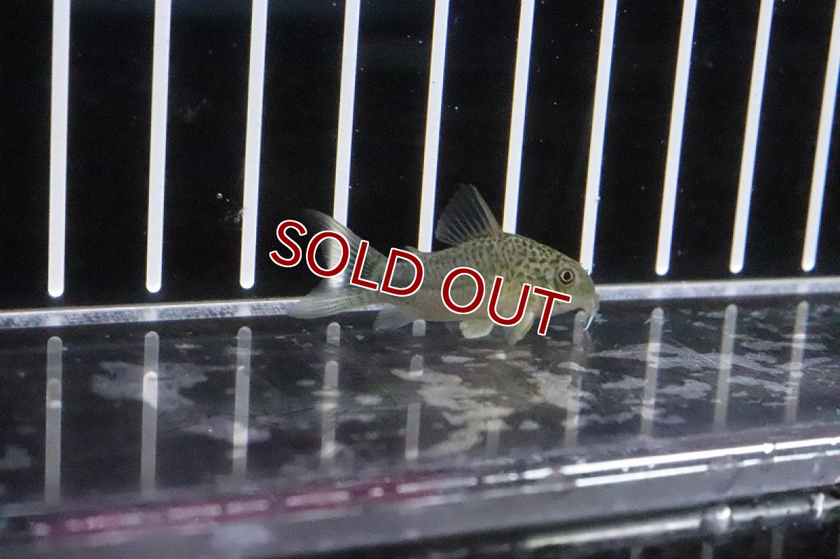 画像3: 【淡水魚】ハイブリット コリドラス シミジュリ(シミリス×ジュリー)【１匹】(±3cm)(コリドラス)(生体)(淡水)NKCR (3)