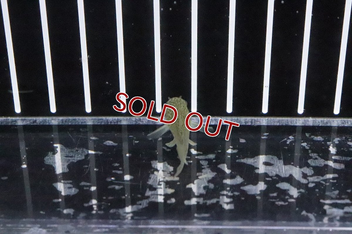 画像4: 【淡水魚】ハイブリット コリドラス シミジュリ(シミリス×ジュリー)【１匹】(±3cm)(コリドラス)(生体)(淡水)NKCR (4)