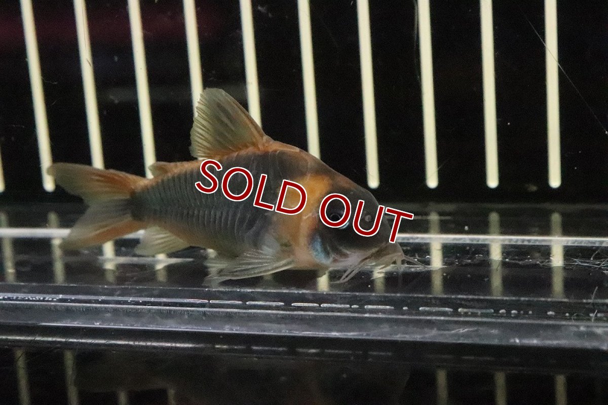 画像2: 【淡水魚】コリドラス スーパーエクエス アノリ産 ワイルド【１匹】(±4-5cm)(コリドラス)(生体)(淡水)NKCR (2)