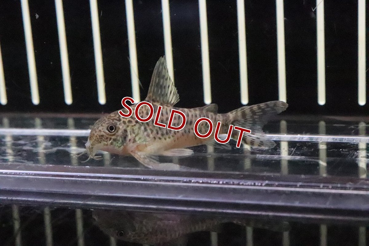 画像2: 【淡水魚】【通販】コリドラス ロンギピンニス【1匹 サンプル画像】(±3cm)(コリドラス)（生体）（熱帯魚）NKＣＲ (2)