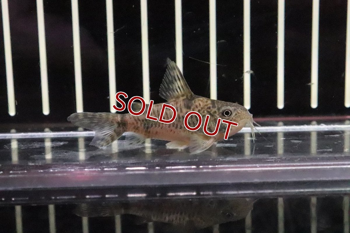 画像3: 【淡水魚】【通販】コリドラス ロンギピンニス【1匹 サンプル画像】(±3cm)(コリドラス)（生体）（熱帯魚）NKＣＲ (3)