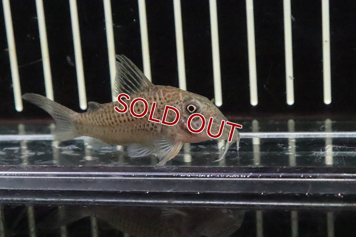 画像2: 【淡水魚】激安 コリドラス ケルビヌス ワイルド【1匹 サンプル画像】(±5cm)(コリドラス)（生体）（熱帯魚）NKＣＲ (2)