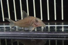 画像2: 【淡水魚】【通販】激安 コリドラス ケルビヌス ワイルド【1匹 サンプル画像】(±5cm)(コリドラス)（生体）（熱帯魚）NKＣＲ (2)