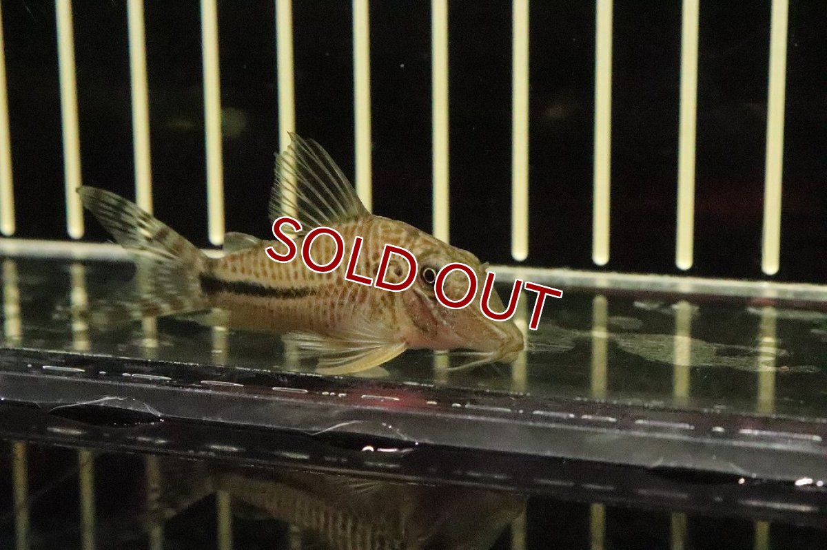 画像2: 【淡水魚】【通販】レア種 コリドラスsp サザンクロス【1匹 サンプル画像】(±4-5cm)(コリドラス)（生体）（熱帯魚）NKＣＲ (2)