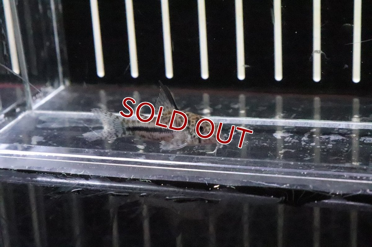 画像2: 【淡水魚】レア種 コリドラス ニューシパルウィニー カバレボリバー WF1【1匹】(±3.5cm)(コリドラス)(生体)(熱帯魚)NKCR (2)