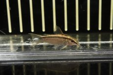 画像1: 【淡水魚】【通販】大特価 コリドラス グラキリス ワイルド アバカシ産 ワイルド【1匹 サンプル画像】(±4cm)(コリドラス)（生体）（熱帯魚）NKＣＲ (1)