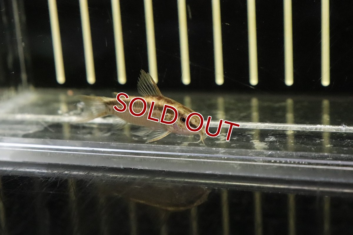 画像2: 【淡水魚】大特価 コリドラス グラキリス ワイルド アバカシ産 ワイルド【1匹 サンプル画像】(±4cm)(コリドラス)（生体）（熱帯魚）NKＣＲ (2)