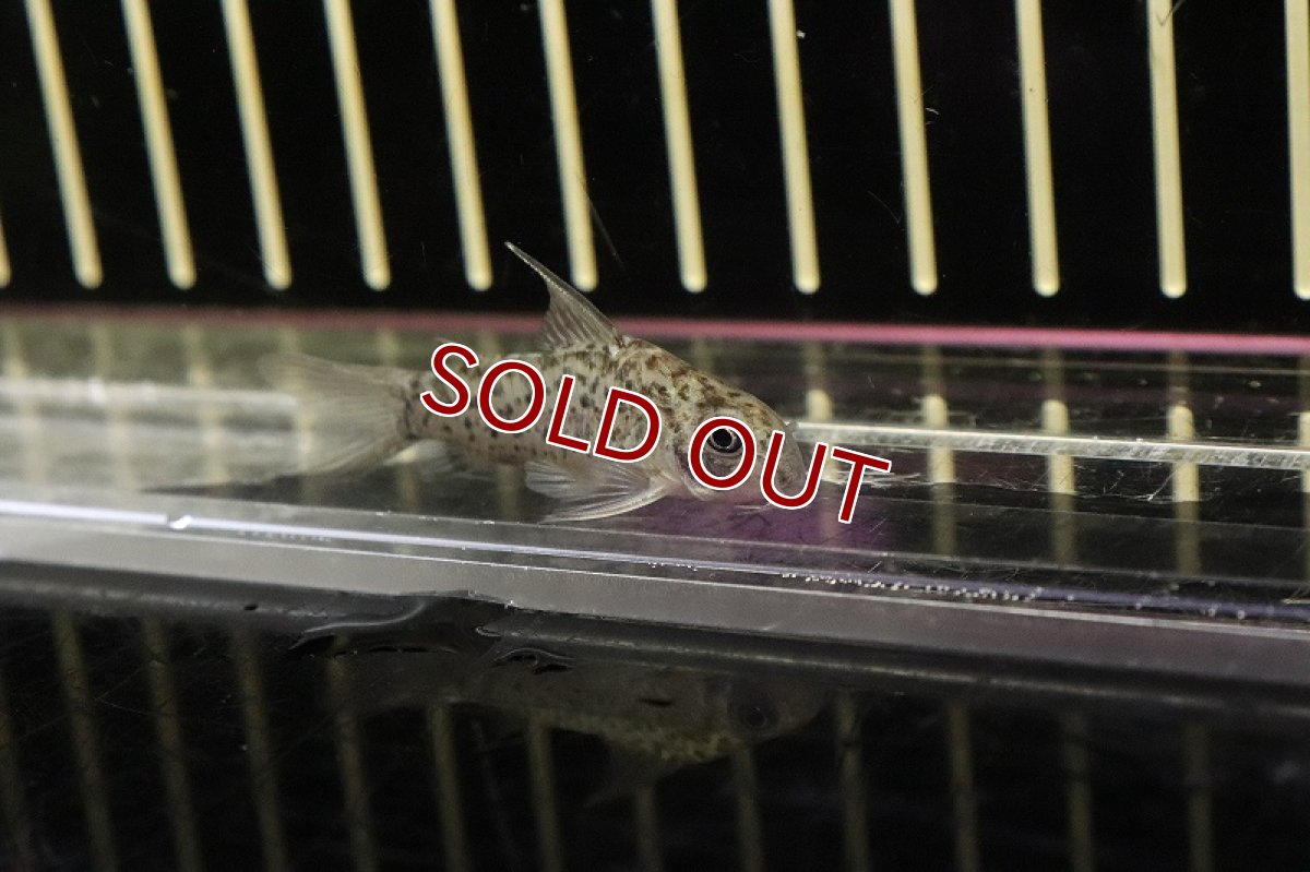 画像2: 【淡水魚】【通販】コリドラス ロレットエンシス ワイルド【1匹 サンプル画像】(±3-4cm)(コリドラス)（生体）（熱帯魚）NKＣＲ (2)