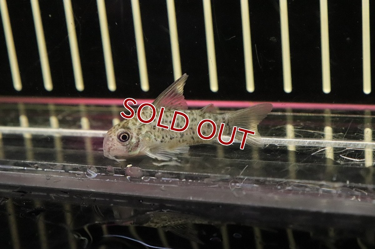 画像3: 【淡水魚】【通販】コリドラス ロレットエンシス ワイルド【1匹 サンプル画像】(±3-4cm)(コリドラス)（生体）（熱帯魚）NKＣＲ (3)
