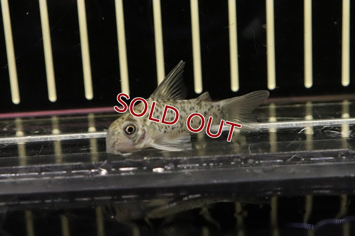 画像4: 【淡水魚】【通販】コリドラス ロレットエンシス ワイルド【1匹 サンプル画像】(±3-4cm)(コリドラス)（生体）（熱帯魚）NKＣＲ (4)