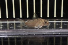 画像1: 【淡水魚】レア種 スリナム共和国 コリドラス サンチェシー スリナムリバー産 ワイルド【1匹】(±4cm)(コリドラス)（生体）（熱帯魚）NKＣＲ (1)