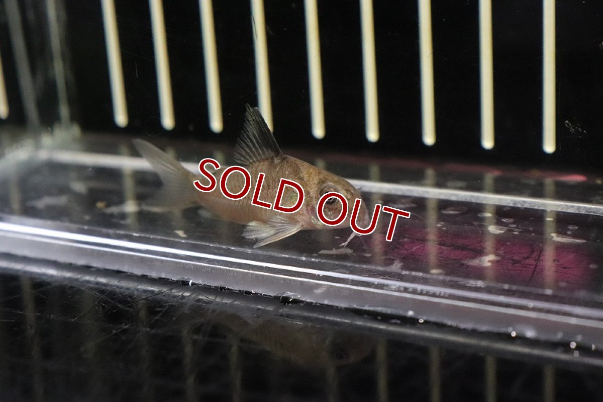 画像2: 【淡水魚】レア種 スリナム共和国 コリドラス サンチェシー スリナムリバー産 ワイルド【1匹】(±4cm)(コリドラス)（生体）（熱帯魚）NKＣＲ (2)