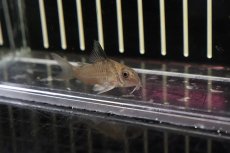 画像2: 【淡水魚】レア種 スリナム共和国 コリドラス サンチェシー スリナムリバー産 ワイルド【1匹】(±4cm)(コリドラス)（生体）（熱帯魚）NKＣＲ (2)