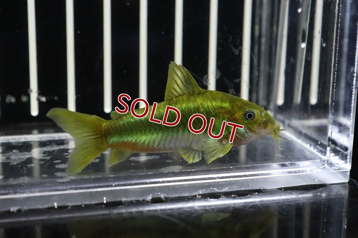 画像2: 【淡水魚】【通販】コリドラス イルミネータス グリーン　ワイルド【1匹 サンプル画像】(±3-4cm)(コリドラス)（生体）（熱帯魚）NKＣＲ (2)