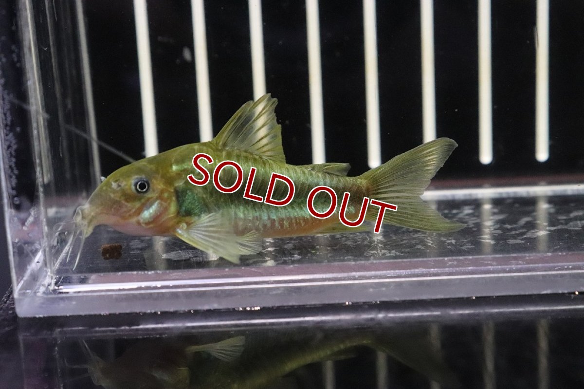 画像3: 【淡水魚】【通販】コリドラス イルミネータス グリーン　ワイルド【1匹 サンプル画像】(±3-4cm)(コリドラス)（生体）（熱帯魚）NKＣＲ (3)
