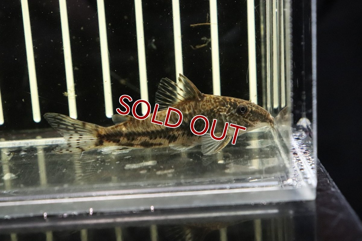 画像2: 【ウィンターセール 10％OFF対象商品】【淡水魚】大特価 コリドラス バルバータス ワイルド【1匹 サンプル画像】(±4-5cm)(コリドラス)（生体）（熱帯魚）NKＣＲ (2)