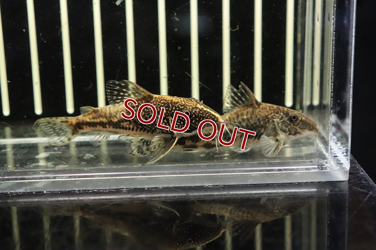 画像3: 【ウィンターセール 10％OFF対象商品】【淡水魚】大特価 コリドラス バルバータス ワイルド【1匹 サンプル画像】(±4-5cm)(コリドラス)（生体）（熱帯魚）NKＣＲ (3)