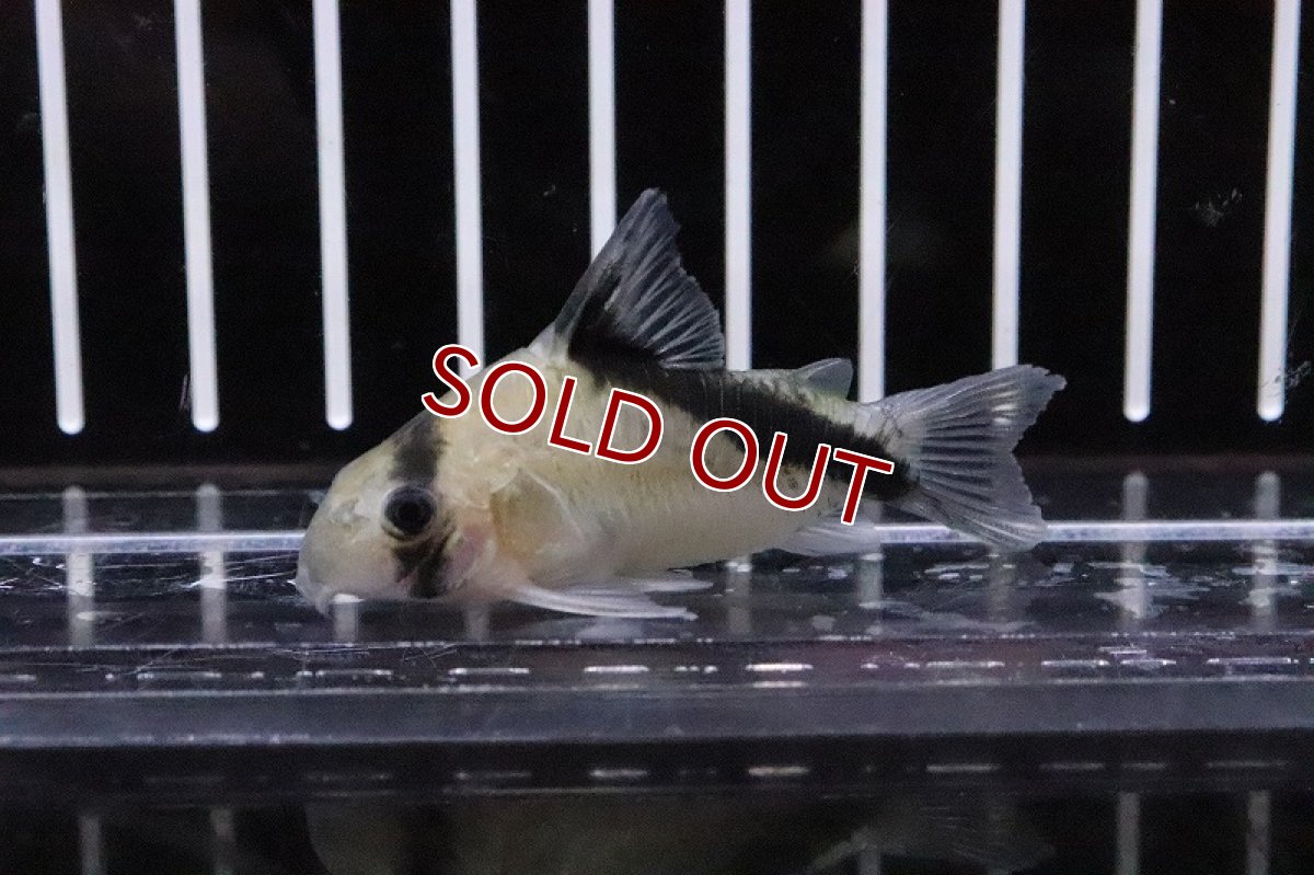 画像2: 【淡水魚】特価 コリドラス ニューデビットサンジィ ワイルド【1匹サンプル画像販売】(±5.5cm)(コリドラス)（生体）（熱帯魚）NKＣＲ (2)