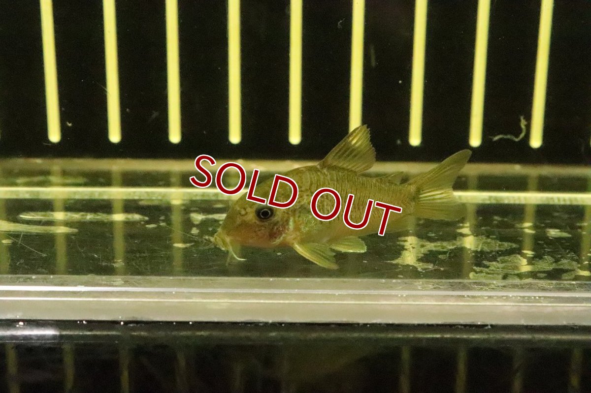 画像2: 【淡水魚】コリドラス spクララ リオペイショート産 ワイルド【1匹 サンプル販売画像】(±4cm)(コリドラス)（生体）（熱帯魚）NKＣＲ (2)