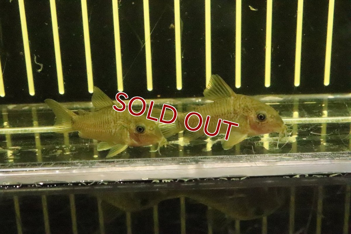画像3: 【淡水魚】コリドラス spクララ リオペイショート産 ワイルド【1匹 サンプル販売画像】(±4cm)(コリドラス)（生体）（熱帯魚）NKＣＲ (3)