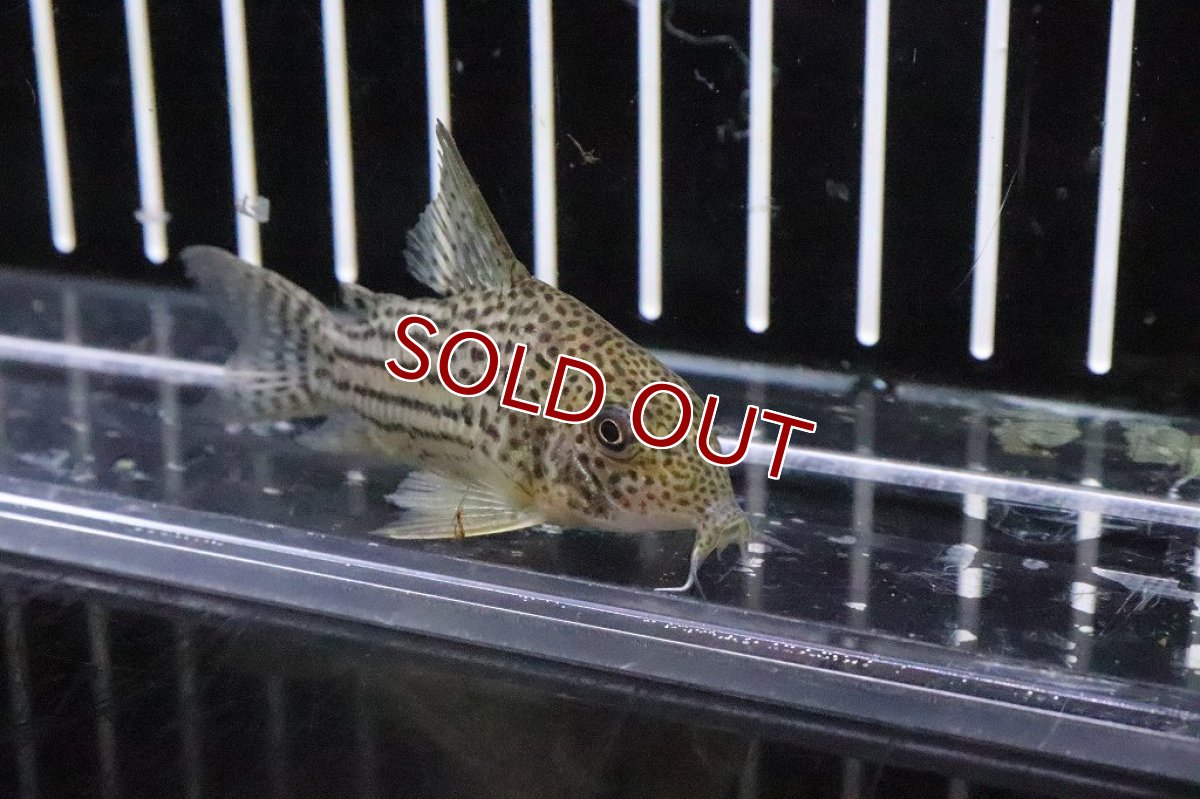 画像2: 【淡水魚】コリドラス エベルシー ゴイヤス産 ワイルド【1匹 サンプル販売画像】(±5cm)(コリドラス)（生体）（熱帯魚）NKＣＲ (2)