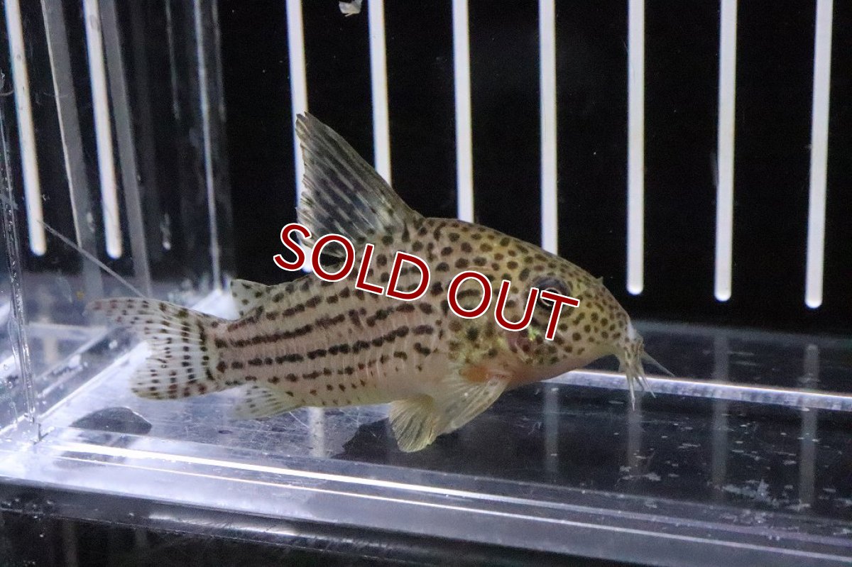 画像3: 【淡水魚】コリドラス エベルシー ゴイヤス産 ワイルド【1匹 サンプル販売画像】(±5cm)(コリドラス)（生体）（熱帯魚）NKＣＲ (3)