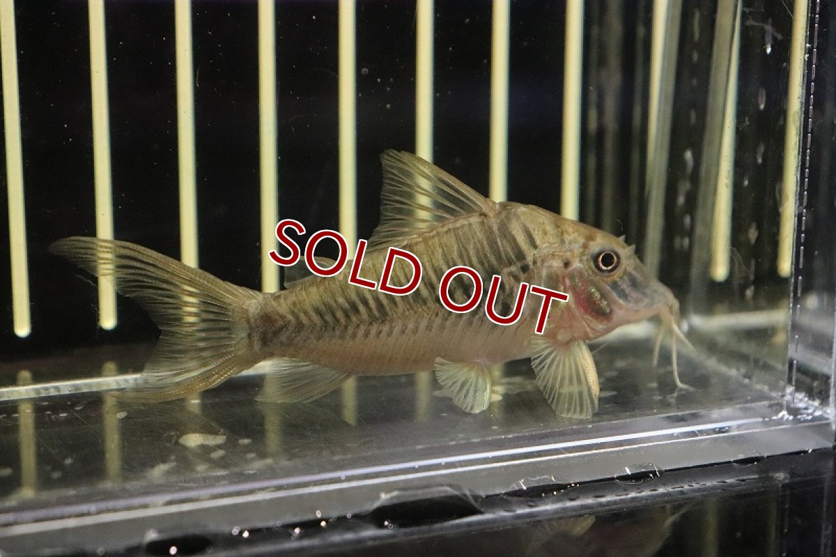 画像2: 【淡水魚】コリドラス ステノセファルス ワイルド【1匹 サンプル画像販売】(±6-7cm)(コリドラス)（生体）（熱帯魚）NKＣＲ (2)