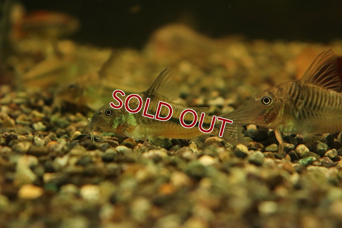 画像3: 【30%OFF対象商品30周年セール 淡水魚】【淡水魚】【通販】コリドラス ナッテレリー ワイルド【1匹 サンプル画像販売】(±4.5cm)(コリドラス)（生体）（熱帯魚）NKＣＲ (3)