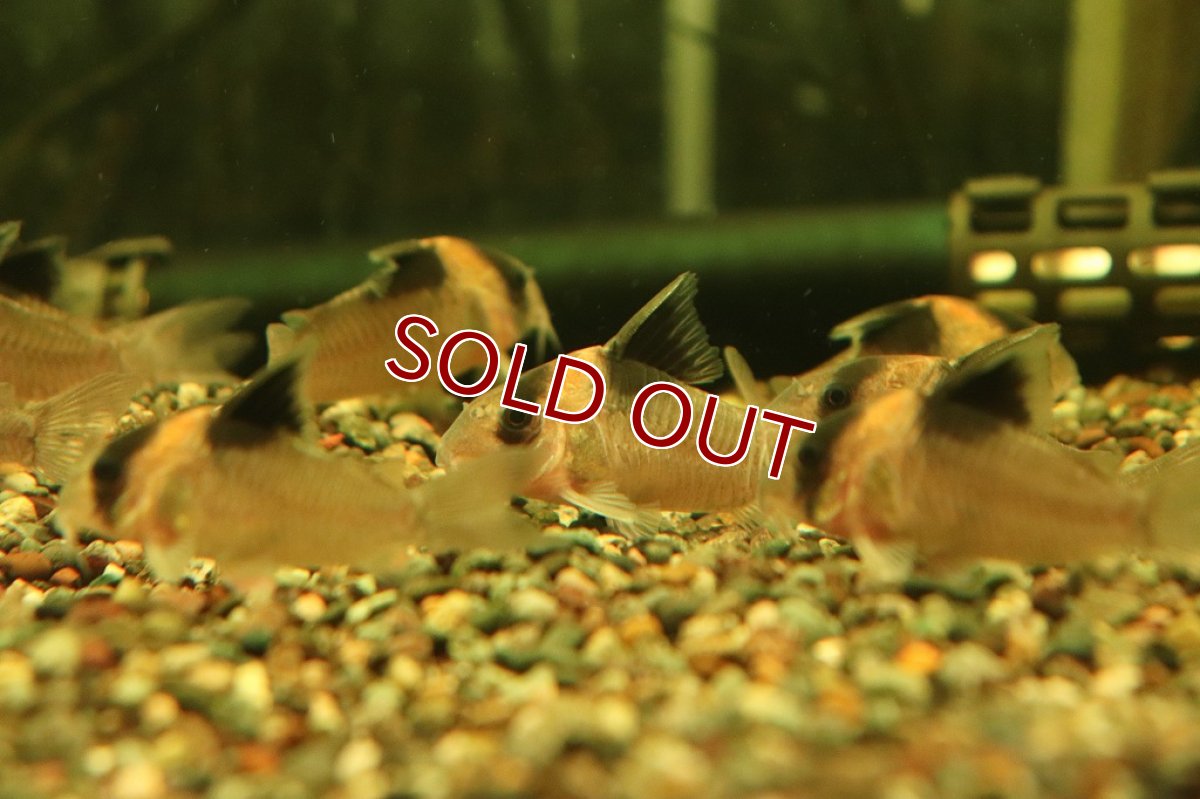 画像2: 【淡水魚】【通販】コリドラス バーゲシー サンガブリエル産 ワイルド【1匹 サンプル画像販売】(±4-5cm)（生体）（熱帯魚）NKＣＲ (2)