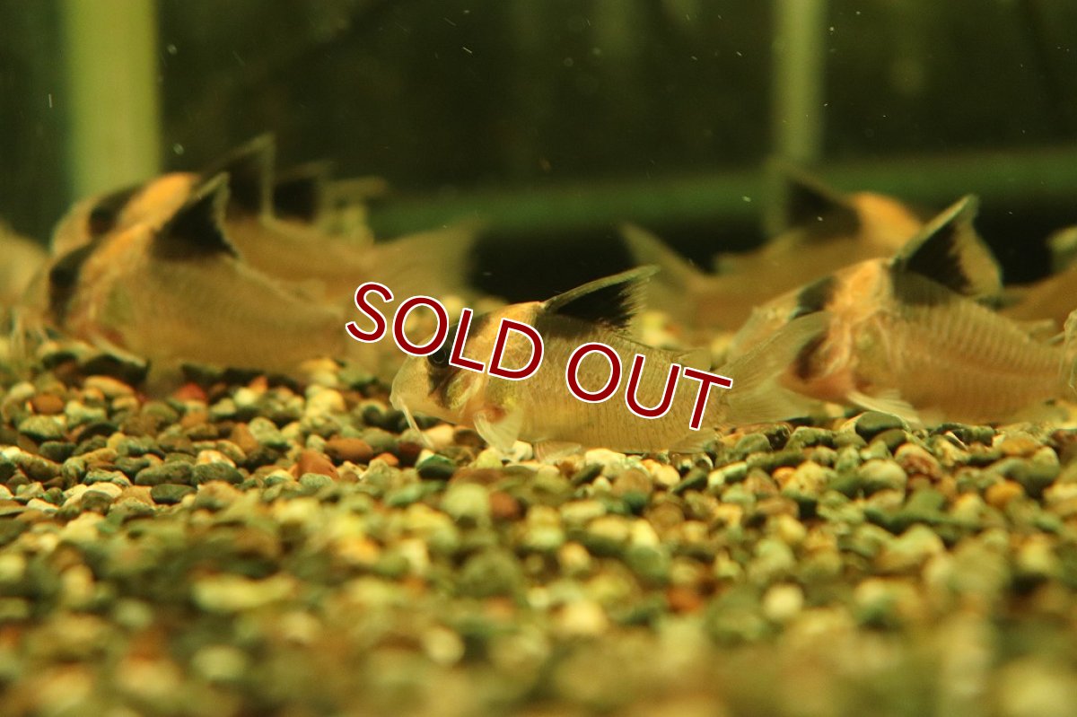 画像3: 【淡水魚】【通販】コリドラス バーゲシー サンガブリエル産 ワイルド【1匹 サンプル画像販売】(±4-5cm)（生体）（熱帯魚）NKＣＲ (3)