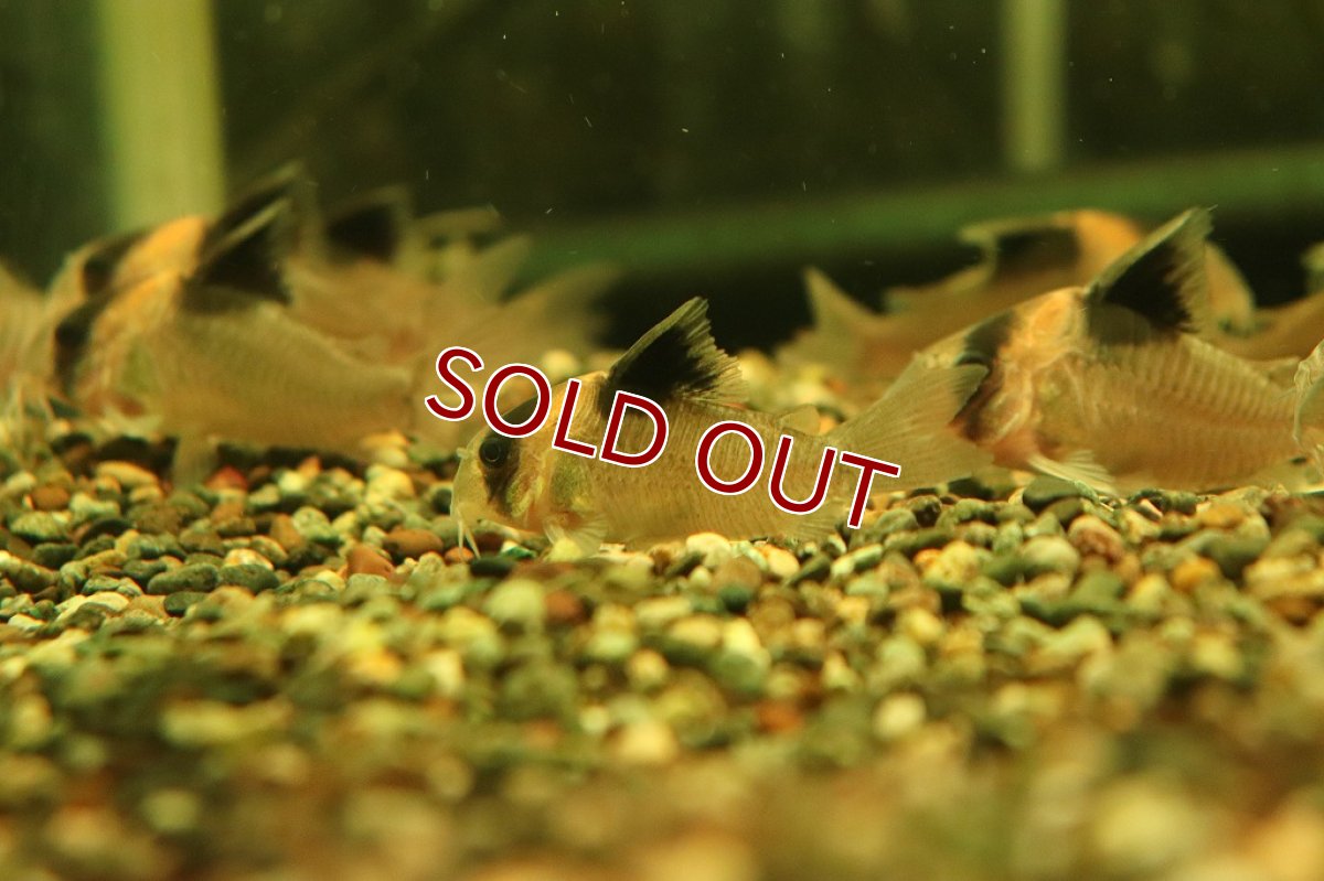 画像4: 【淡水魚】【通販】コリドラス バーゲシー サンガブリエル産 ワイルド【1匹 サンプル画像販売】(±4-5cm)（生体）（熱帯魚）NKＣＲ (4)