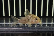 画像1: 【淡水魚】【通販】コリドラス クルアスポット シノッピ産 ワイルド【1匹】(±5cm)(コリドラス)（生体）（熱帯魚）NKＣＲ (1)