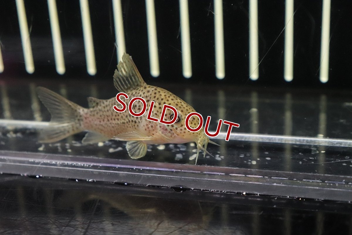 画像2: 【淡水魚】コリドラス クルアスポット シノッピ産 ワイルド【1匹】(±5cm)(コリドラス)（生体）（熱帯魚）NKＣＲ (2)