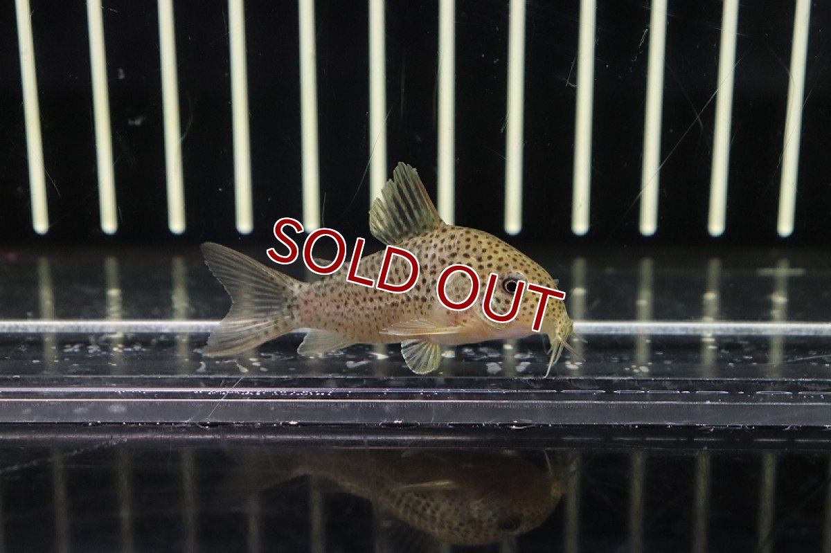 画像3: 【淡水魚】コリドラス クルアスポット シノッピ産 ワイルド【1匹】(±5cm)(コリドラス)（生体）（熱帯魚）NKＣＲ (3)