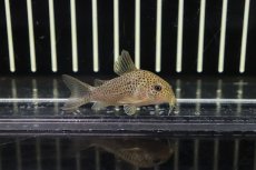 画像3: 【淡水魚】【通販】コリドラス クルアスポット シノッピ産 ワイルド【1匹】(±5cm)(コリドラス)（生体）（熱帯魚）NKＣＲ (3)