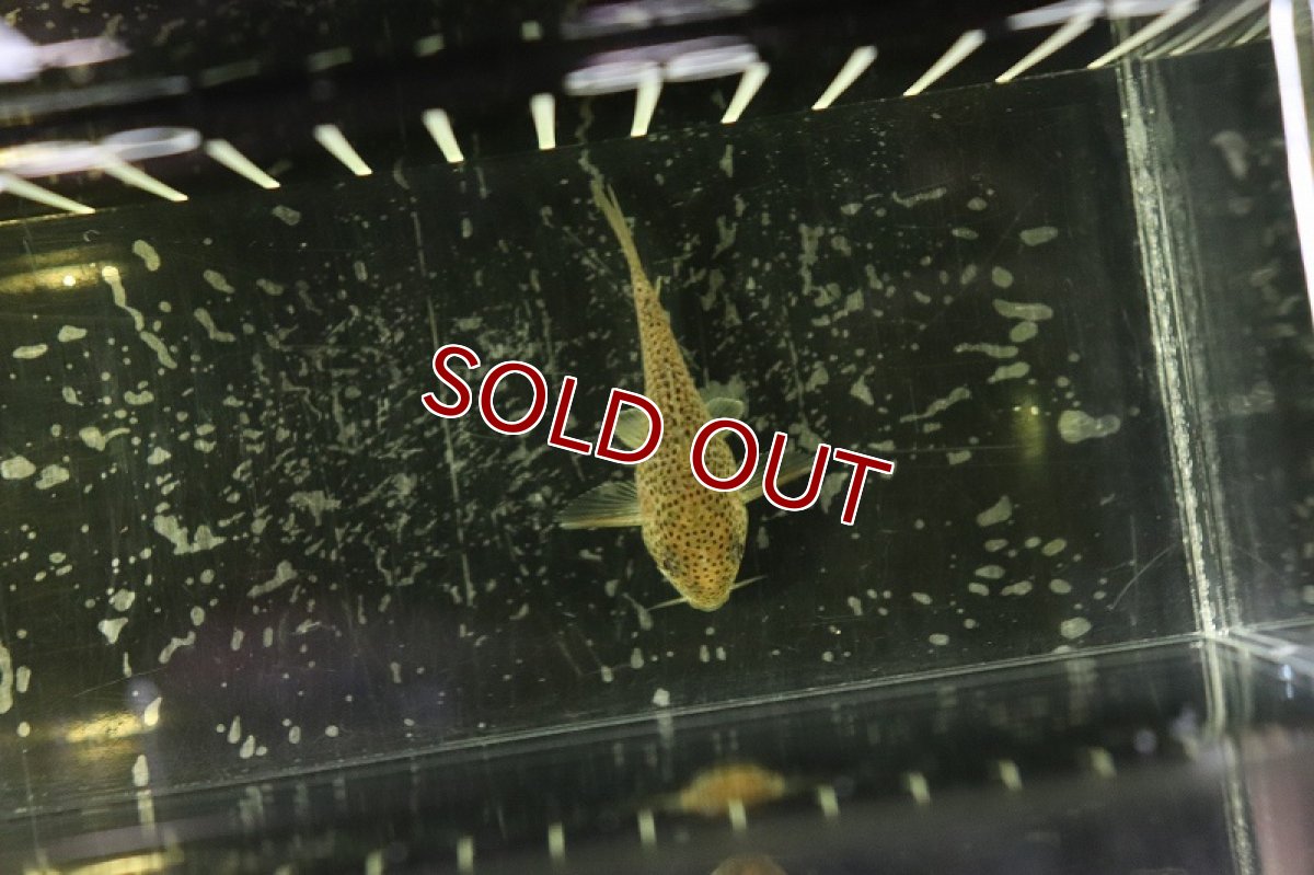 画像4: 【淡水魚】コリドラス クルアスポット シノッピ産 ワイルド【1匹】(±5cm)(コリドラス)（生体）（熱帯魚）NKＣＲ (4)