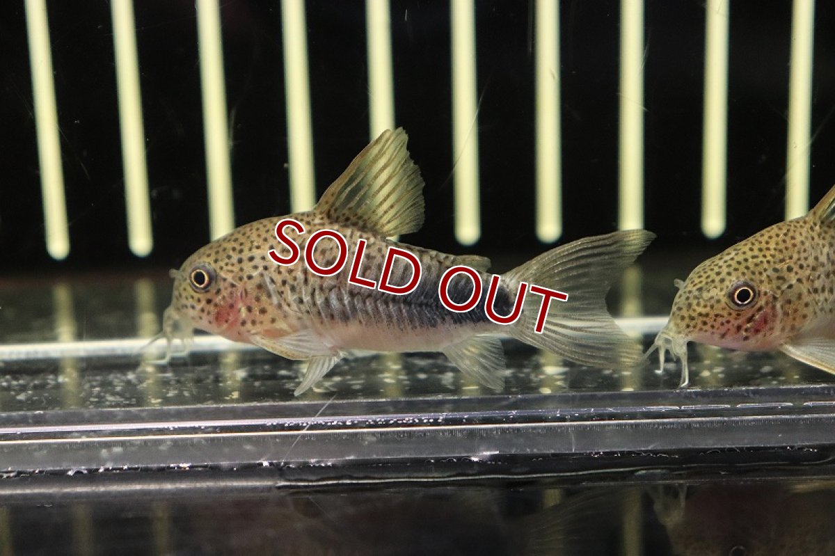 画像2: 【淡水魚】【通販】コリドラス シミリス【1匹 サンプル画像】(±2-3cm)(コリドラス)（生体）（熱帯魚）NKＣＲ (2)